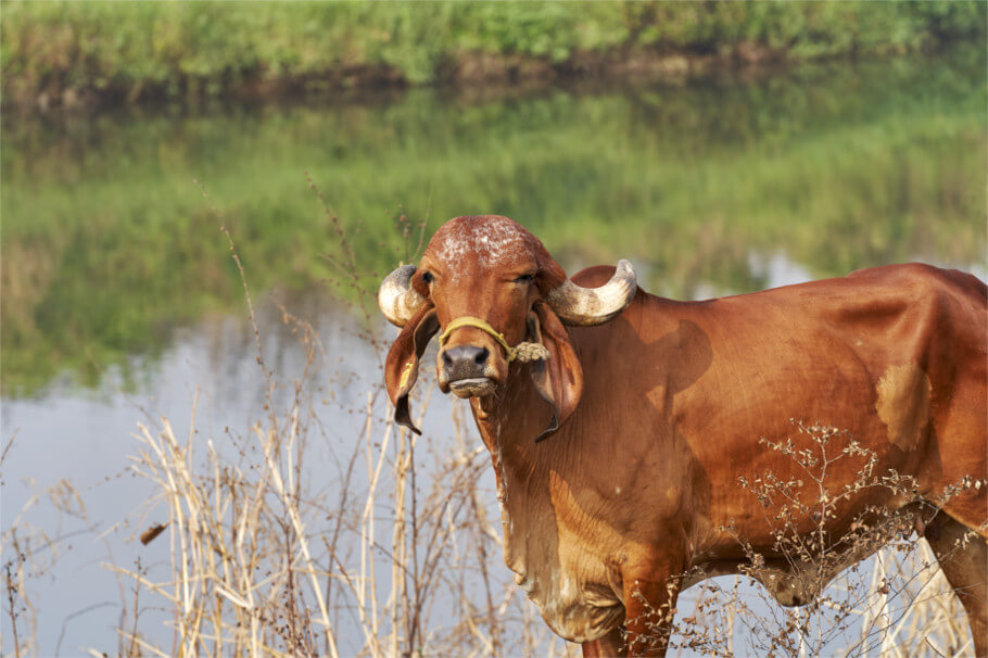 Indian Gir Cow